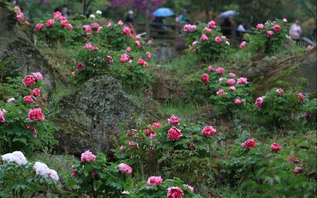 谷雨赏花还能赶上“末班车” 四川丹景山镇晚熟牡丹正开