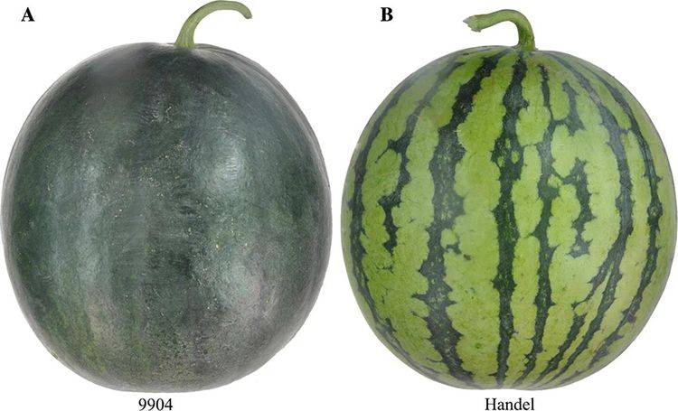 西瓜皮为何有不同颜色？ 科学家揭示其中遗传原理