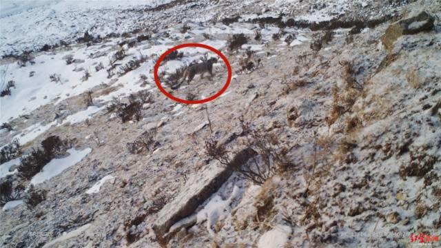 惊喜！四川达古冰川首次拍到野生雪豹清晰影像：正在山脊悠闲散步