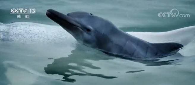 广西钦州三娘湾发现白海豚幼仔