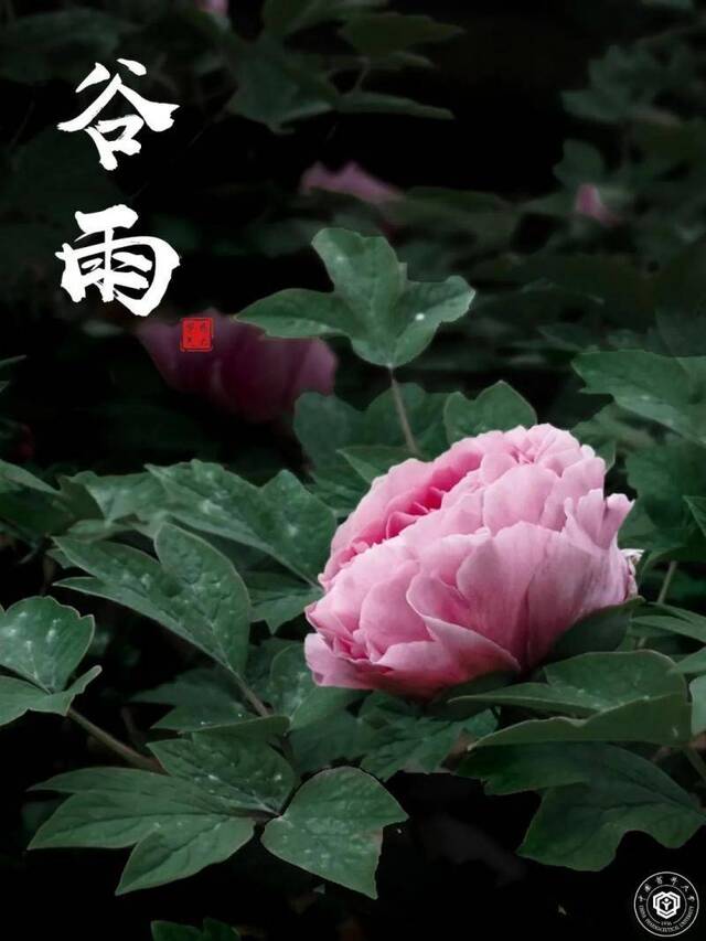 润物无声谷雨春，牡丹吐蕊迎芳芬