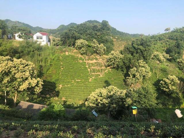 六安瓜片随谷雨节气进入采茶期 预计产量下降三分之一