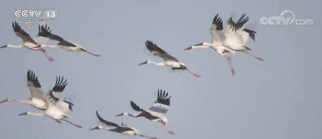 吉林镇赉 大批候鸟来临 白鹤数量达2000只