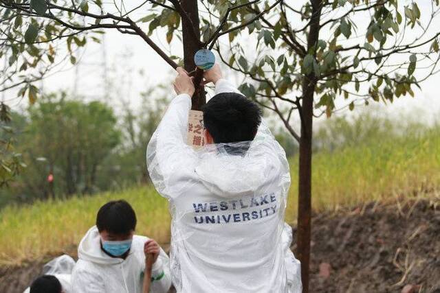 珍贵树种进西湖大学 助推百万亩国土绿化