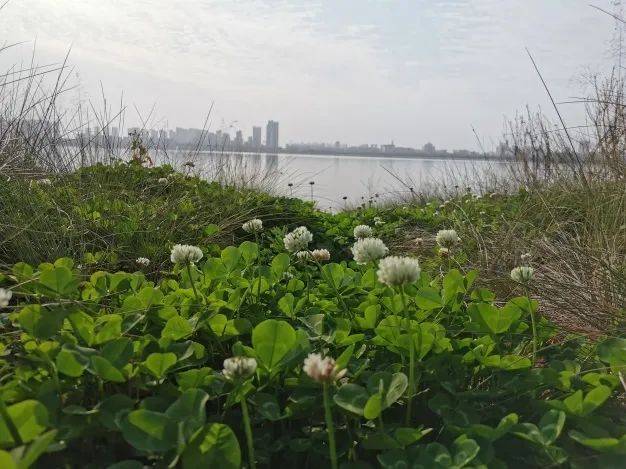 抗疫复旦人  施劲东：雷神山日记