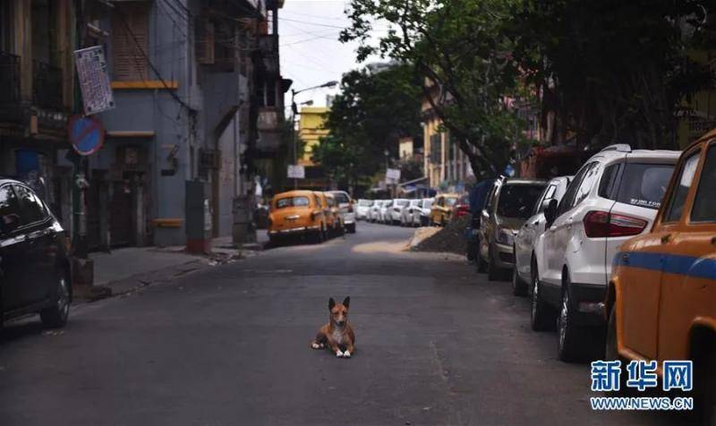 ▲4月18日，在印度加尔各答，一只小狗趴在街道中央。新华社发