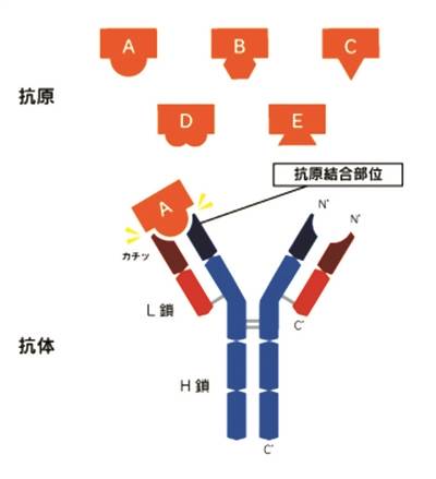 细数“特免血浆”的来龙去脉