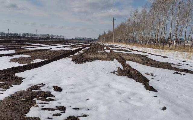 吉林镇赉小麦播种后迎大雪 种植户说省了灌溉省了成本