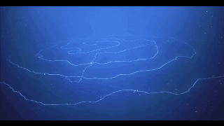 深海发现迄今为止最长动物 螺旋丝带状长达47米