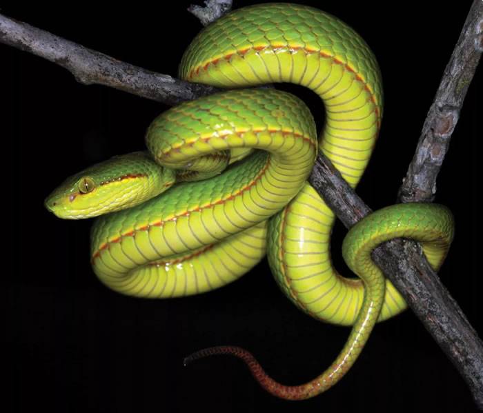 印度发现的新品种绿蝮蛇以《哈利波特》斯莱特林的名字命名——Trimeresurus salazar