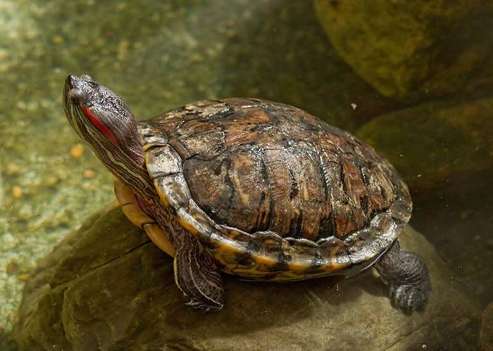 乌龟如何利用温度去决定性别？