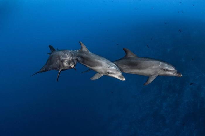 瓶鼻海豚在法属玻里尼西亚（French Polynesia）的伦吉拉海峡（Rangiroa Channel）游泳。这种海洋哺乳动物是群居动物，每个群体的数量在