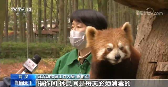 武汉动物园今起有序恢复开放