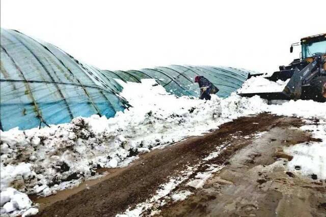 村民在清理大棚周围的积雪。受访者供图