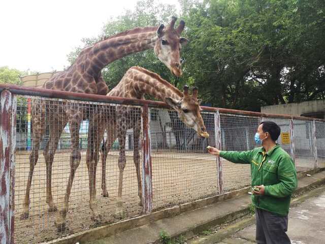 武汉动物园重开：矮马“解封”、麋鹿“重启”首见游客