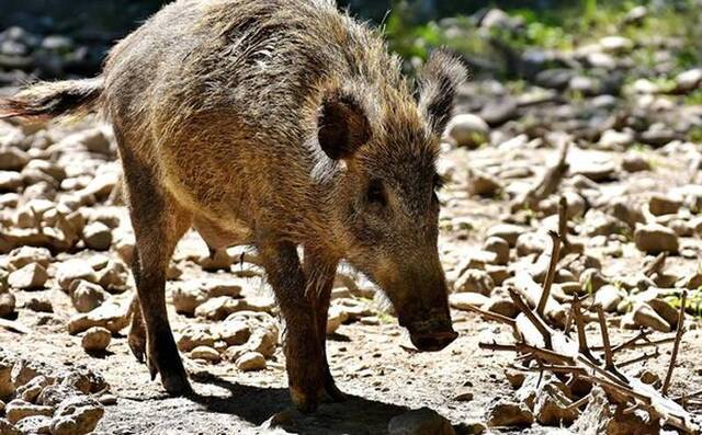 印度海德拉巴4岁男童遭野猪袭击被当场掠食后吞下肚