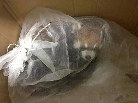 图为在高速路口查获的小熊猫，在被拍下这张罚没照片三天后死亡。