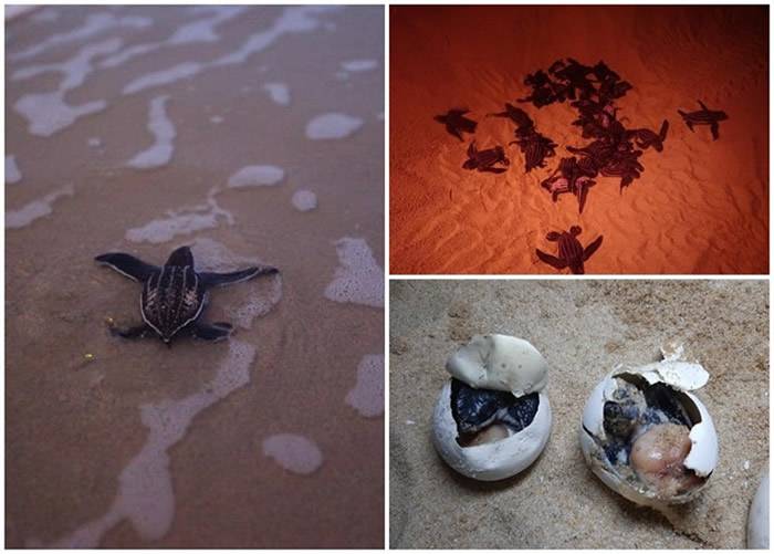 新冠肺炎疫情下游人绝迹全世界最大海龟棱皮龟在泰国海滩筑巢的数量突破20年来新高