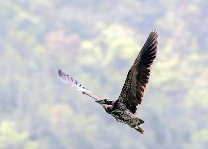 广东南岭国家级自然保护区发现极度濒危鸟类海南虎斑鳽全球不足1000只
