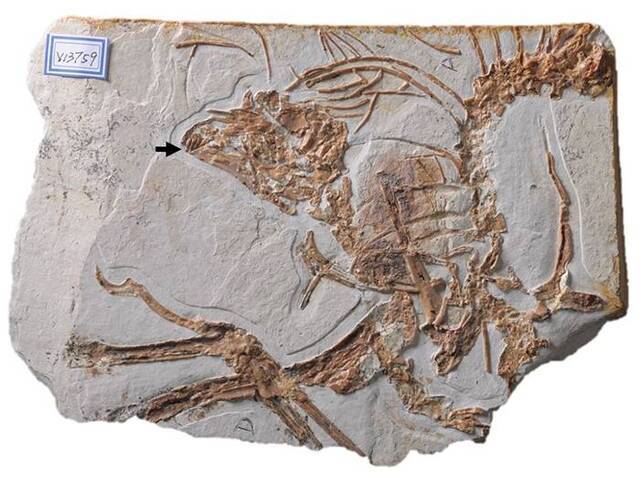 白垩纪早期古鸟类-会鸟的化石标本。收藏于中国科学院古脊椎动物与古人类研究所。(黑色箭头标示牙齿位置)。（李志恒供图）