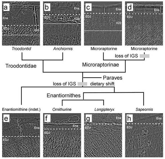 白垩纪古鸟类与小型非鸟兽脚类恐龙的牙齿内部微结构演化（a-伤齿龙, b-近鸟龙, c，d-小盗龙, e-反鸟未定种, f-今鸟类, g-长翼鸟, h-会鸟）。高