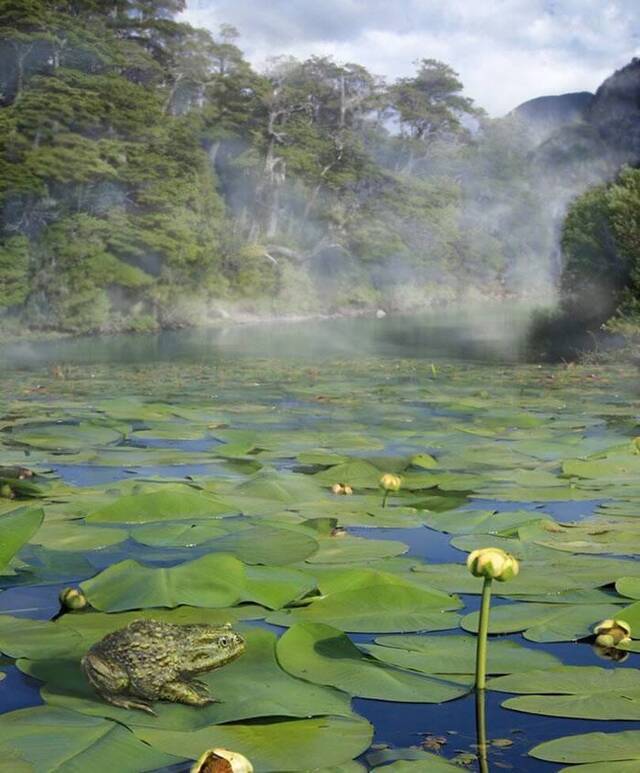 南极洲“头盔蛙”化石的发现证明南极半岛在与冈瓦纳大陆分离之前拥有暖温带气候