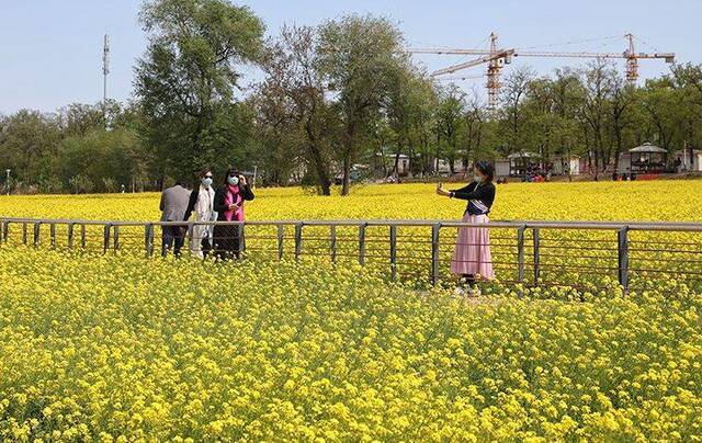 13万平方米油菜花盛开 丰台王佐怪村开启云赏花模式