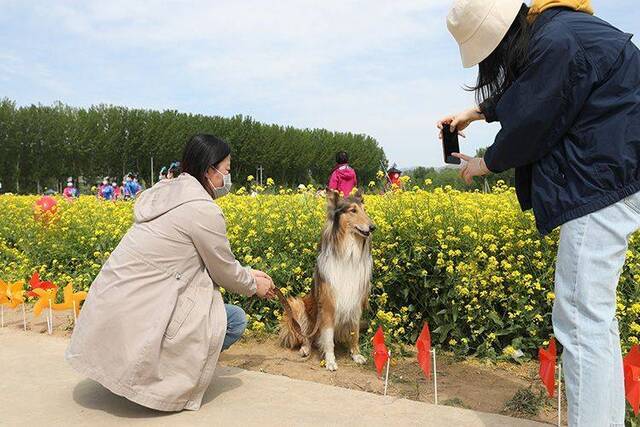 13万平方米油菜花盛开 丰台王佐怪村开启云赏花模式