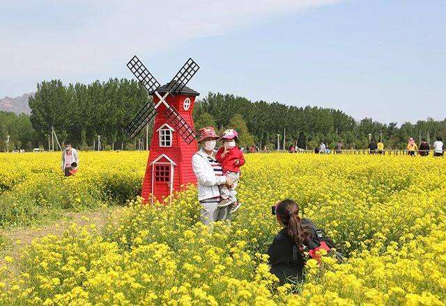 13万平方米油菜花盛开 丰台王佐怪村开启云赏花模式