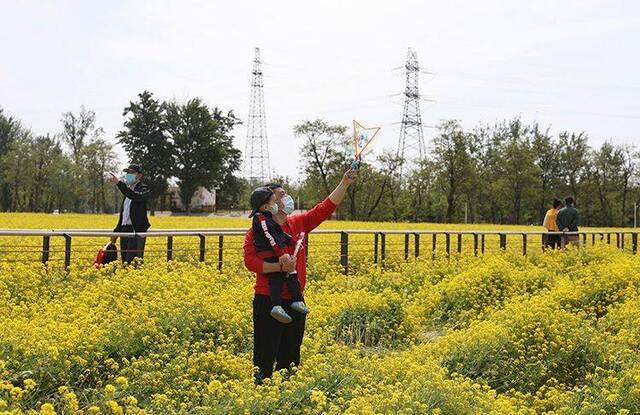 13万平方米油菜花盛开 丰台王佐怪村开启云赏花模式