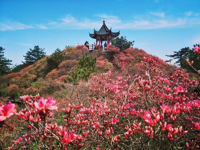 黄冈麻城龟峰山景区迎来赏杜鹃游客。