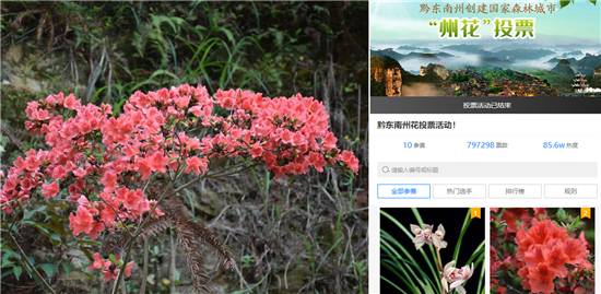 杜鹃花为黔东南州“州花”