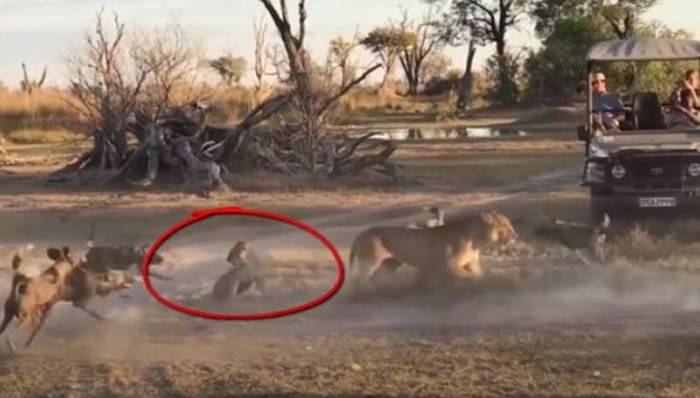 欧卡万哥三角洲“莫雷米禁猎区”幼狮落单遭鬣狗群围攻母狮为护幼狮全力反击