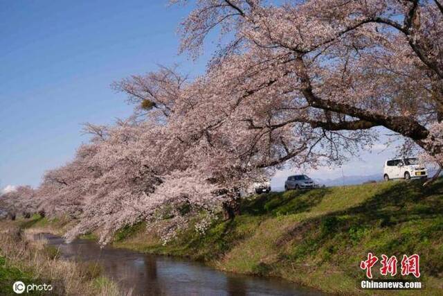 资料图：当地时间4月11日，日本山形县鹤冈，当地樱花盛开美如画卷。图片来源：icphoto