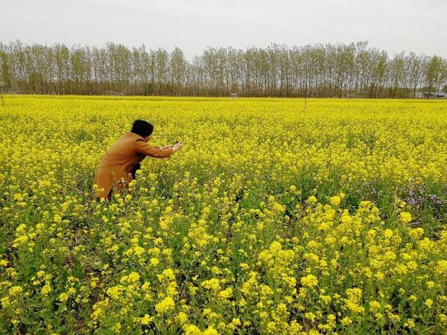 “五一”去京郊赏油菜花，北京14万亩景观农田三季有景