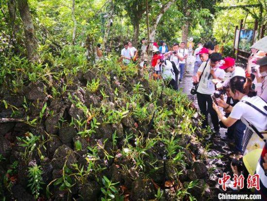 图为海口特色火山石斛乡村旅游。(资料图片)尹海明摄