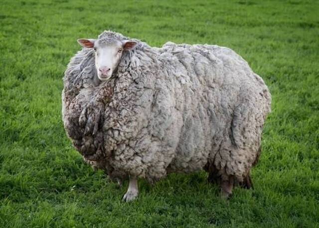 澳洲塔斯马尼亚绵羊走失7年成巨型毛球主人邀网民竞猜羊毛重量
