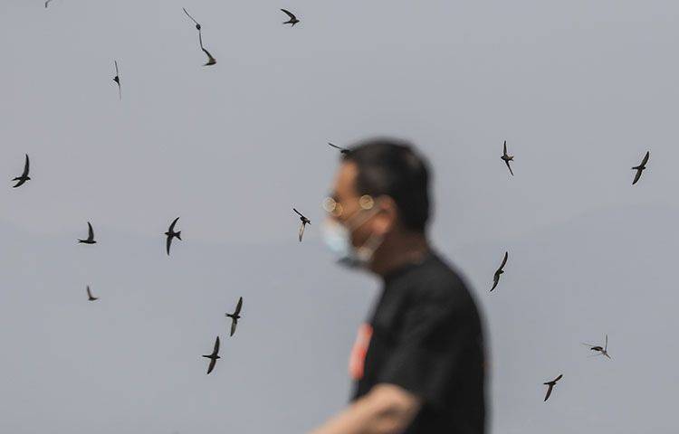 颐和园里北京雨燕成群 皇家园林中编队玩“造型”