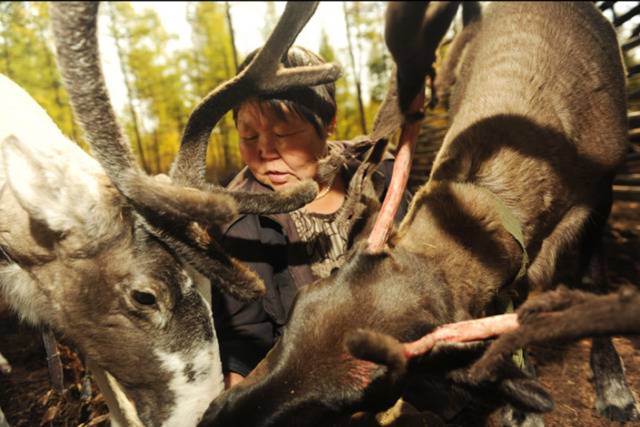  2016年9月19日，内蒙古阿龙山，鄂温克猎民在喂养圈里的小驯鹿。肖诗白/Greenpeace绿色和平