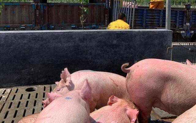 种猪紧俏 会影响生猪复产吗？