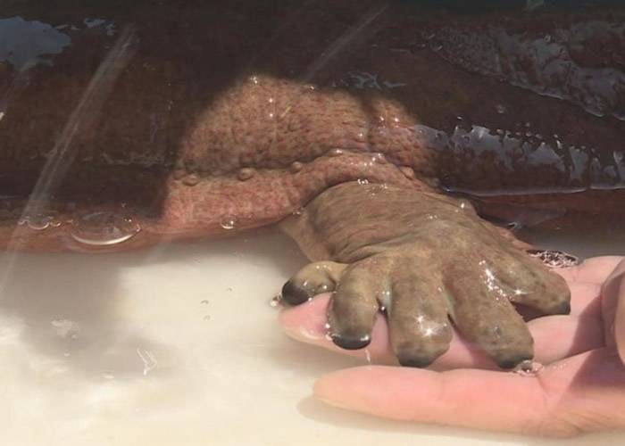 四川宜宾长江流域发现最大野生大鲵（娃娃鱼）重4.5公斤长近1米