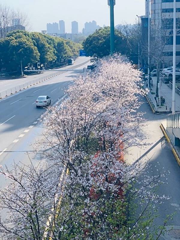 封城后，空空荡荡的武汉街头和樱花。本文图片均由受访者提供