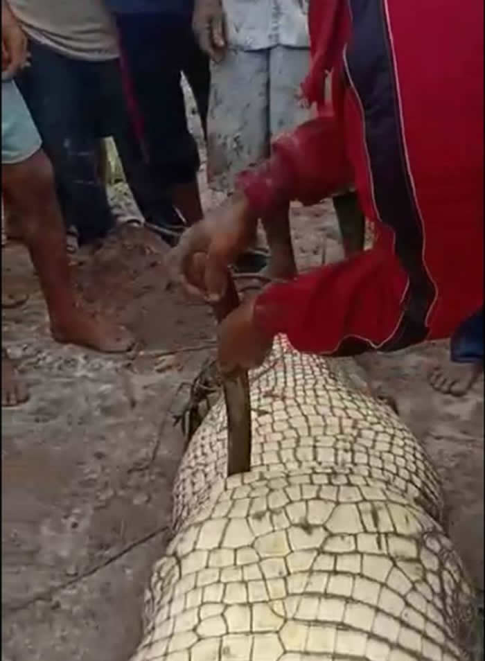 印尼锡国县发生鳄鱼吃人事件剖开肚子看到死者的手臂和头