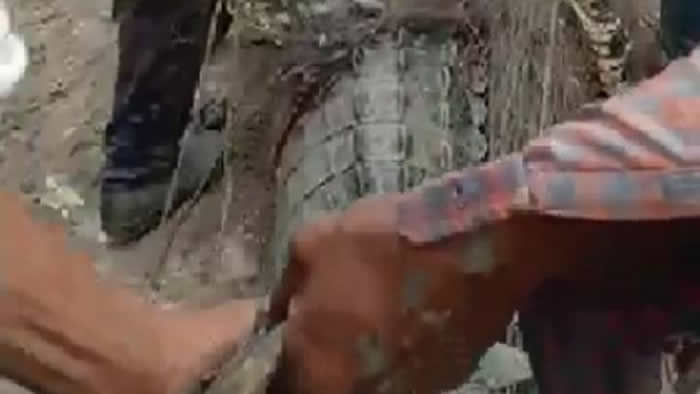 印尼锡国县发生鳄鱼吃人事件剖开肚子看到死者的手臂和头