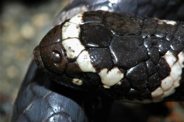 属于「真海蛇」的饭岛氏海蛇（Emydocephalus ijimae）的鼻孔有瓣膜。摄影：杜铭章