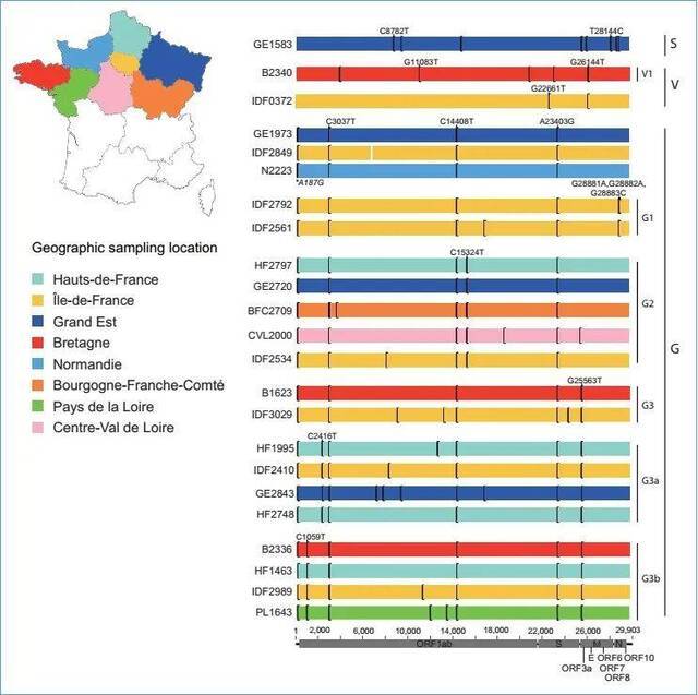 法国新冠肺炎样本单核酸多态性发生部位比较图