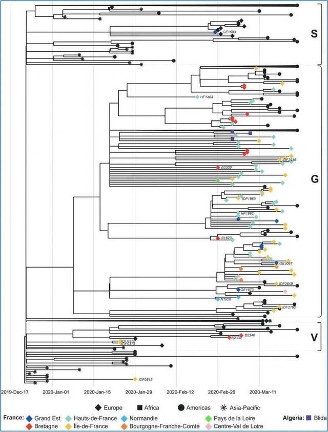 来自不同地区病毒进化树