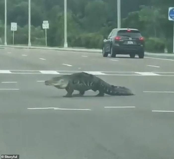 美国佛罗里达州短吻鳄大摇大摆过马路女车主尖叫：OMG！它朝我走来