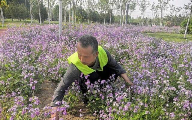 劳动节也没闲着 大兴安定镇绿化工人忙着养护绿地