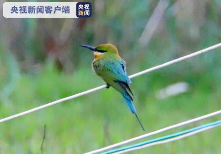 “中国最美丽的鸟”栗喉蜂虎飞临云南剑湖湿地(图)